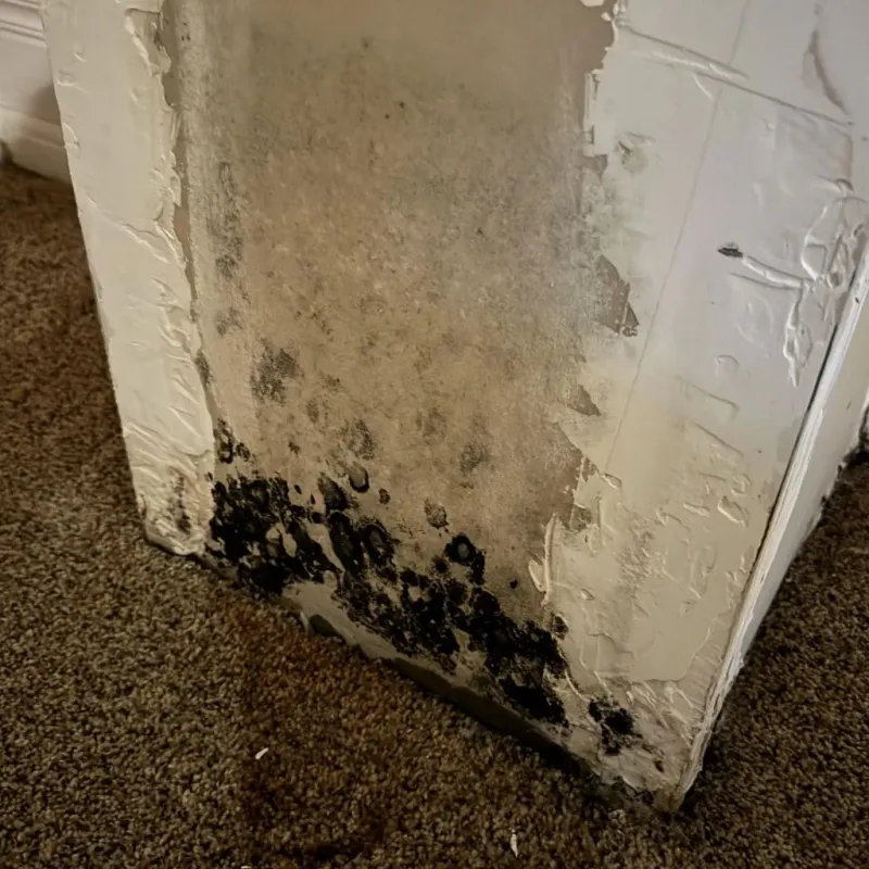 Professional Mold Removal in New Port Richey, FL